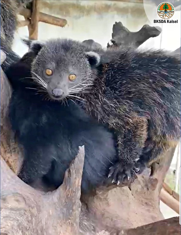 Penangkaran Binturong, Upaya Nyata Konservasi Satwa - Ditjen Konservasi ...