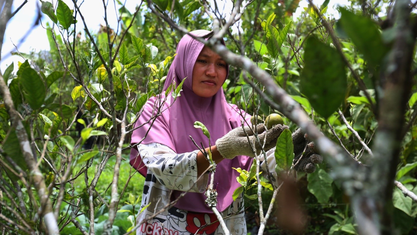 Pemberdayaan Masyarakat Di Taman Nasional Batang Gadis - Ditjen ...